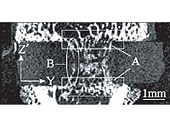 }1 Cross section of newly formed bone in rat cancellous bone defect model.