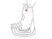 }3 The schematic of the blood circulation in the human upper limb.