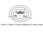 }4 The Schematic of the finger in the cross-sectional direction.