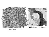 }1 Image-based model of cancellous bone in canine distal femur constructed from X-ray micro CT image data. 