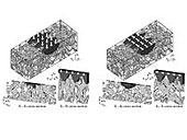 }2 Trabecular structural changes adjacent to the bone-screw interface: (a) Compressive loading case (Ic); (b) Shear loading case (Is). 