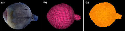 }5 Image and Mesh:(a)Volume Rendering,(b) Mapped Mesh,(c)Voxel Mesh