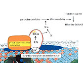 }1 A triggering mechanism of thrombus formation(Activation of factor IX by an enzyme on erythrocyteMembrane)