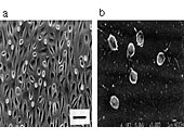 }1 Antithrombogenicity of endothelial cellsexposed to blood at stasis. 