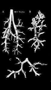 }2 Three-dimensional reconstruction from cross-section images using an isosurface approach in VTK. 